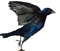 A cowbird tries its wings.